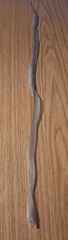 Zamenis scalaris