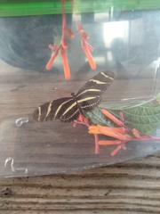 Heliconius charithonia