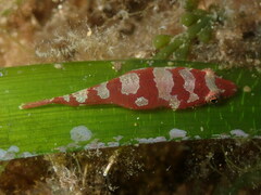 Sea Urchin Clingfish photo 3
