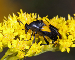 Macrosiagon dimidiata