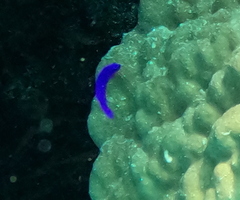 Pseudochromis fridmani