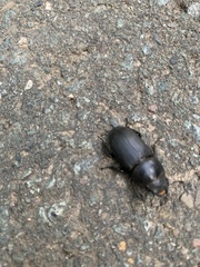 Dorcus parallelipipedus