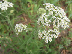 Achillea millefolium