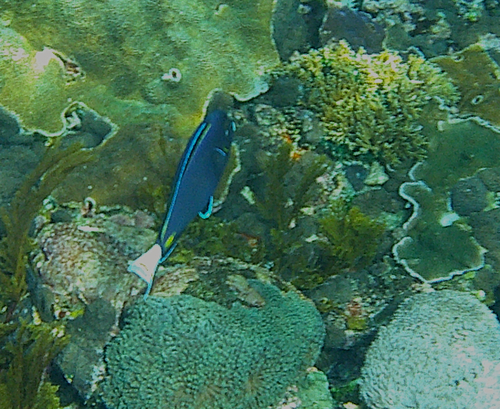 Whitecheek Surgeonfish (Acanthurus nigricans)