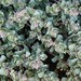 Watson's Saltbush - Photo (c) docentjoyce, some rights reserved (CC BY)