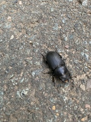 Dorcus parallelipipedus