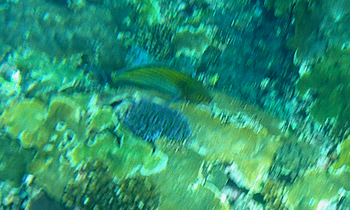 Striped Surgeonfish (Acanthurus lineatus)