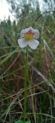 Nemesia versicolor