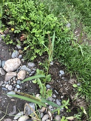Echinochloa crus-galli