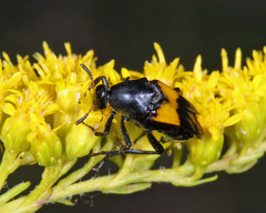 Macrosiagon dimidiata