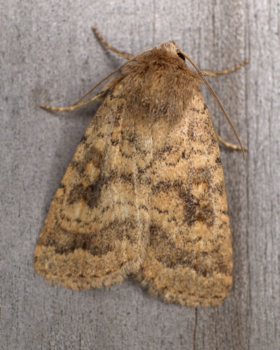 Mottled Rustic