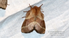 Malacosoma betula