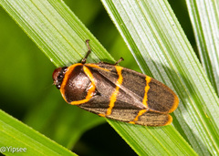 Phymatostetha stalii