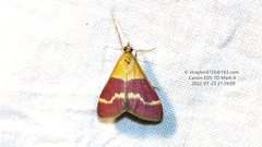 Pyrausta tithonialis