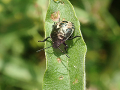 Rhacognathus punctatus