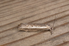 Platytes alpinella