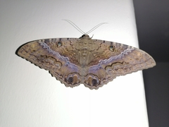 Ascalapha odorata