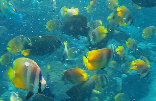 Blacklip Butterflyfish (Chaetodon kleinii)