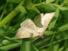 Psammotis pulveralis