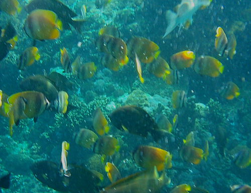 Blacklip Butterflyfish (Chaetodon kleinii)