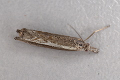 Platytes alpinella