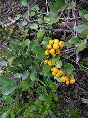Maytenus procumbens