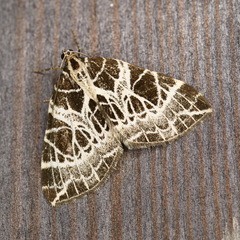 Eustroma reticulata