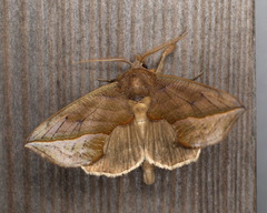Calyptra thalictri