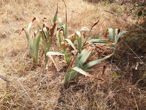 Perunika (Iris)