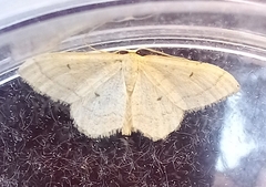 Idaea consanguiberica