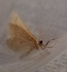 Idaea consanguiberica