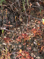 Drosera capillaris