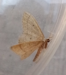 Idaea consanguiberica