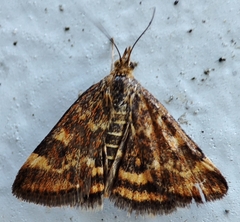 Pyrausta despicata
