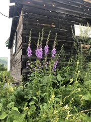 Campanula rapunculoides