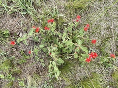 Oxypetalum coccineum