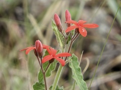 Oxypetalum coccineum