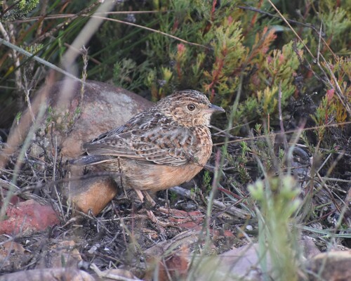 Cape Clapper Lark (Corypha apiata), photo 9
