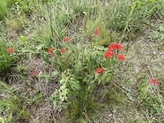 Oxypetalum coccineum