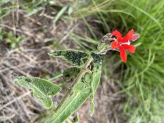 Oxypetalum coccineum