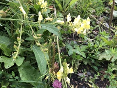 Linaria vulgaris