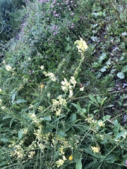 Linaria vulgaris