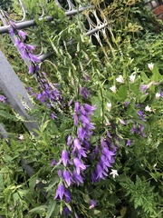Campanula rapunculoides