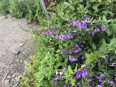 Campanula rapunculoides