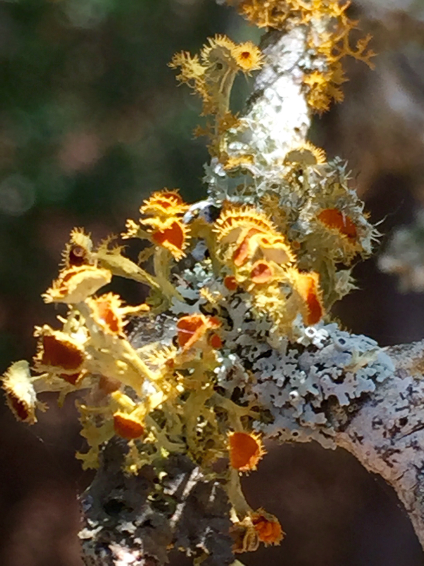 Teloschistes chrysophthalmus image