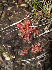 Drosera capillaris