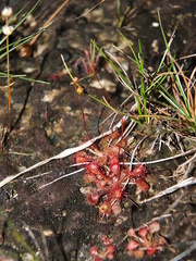 Drosera capillaris