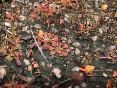Drosera capillaris