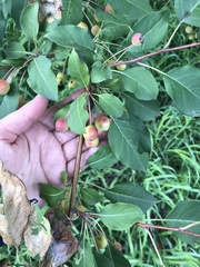 Malus baccata