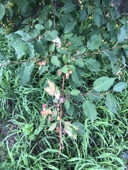 Malus baccata